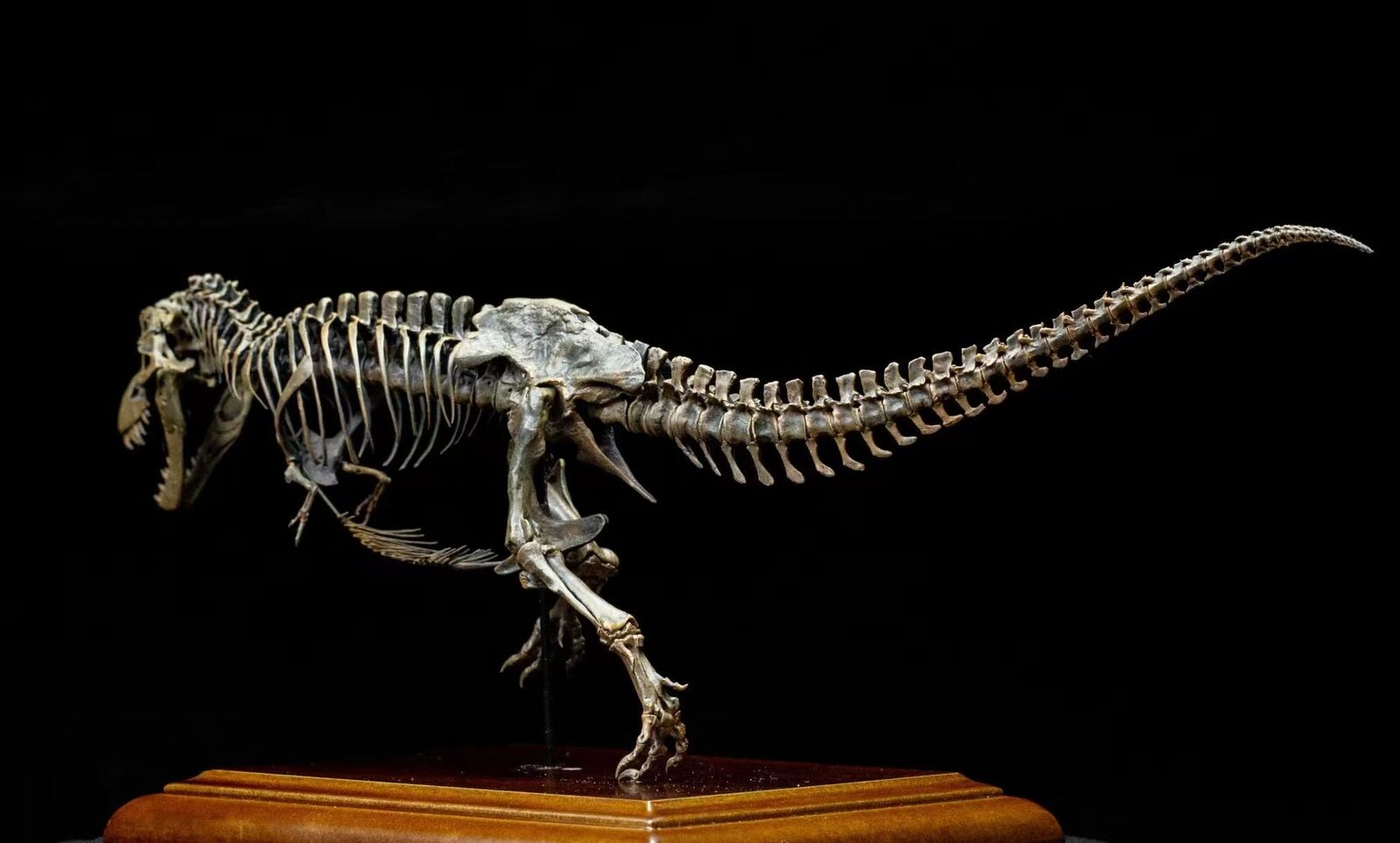 VWUVWU 1/20 Tyrannosaurus Skeleton Model