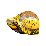 Animal Heavenly Body 19 Turtle Blind Box Model