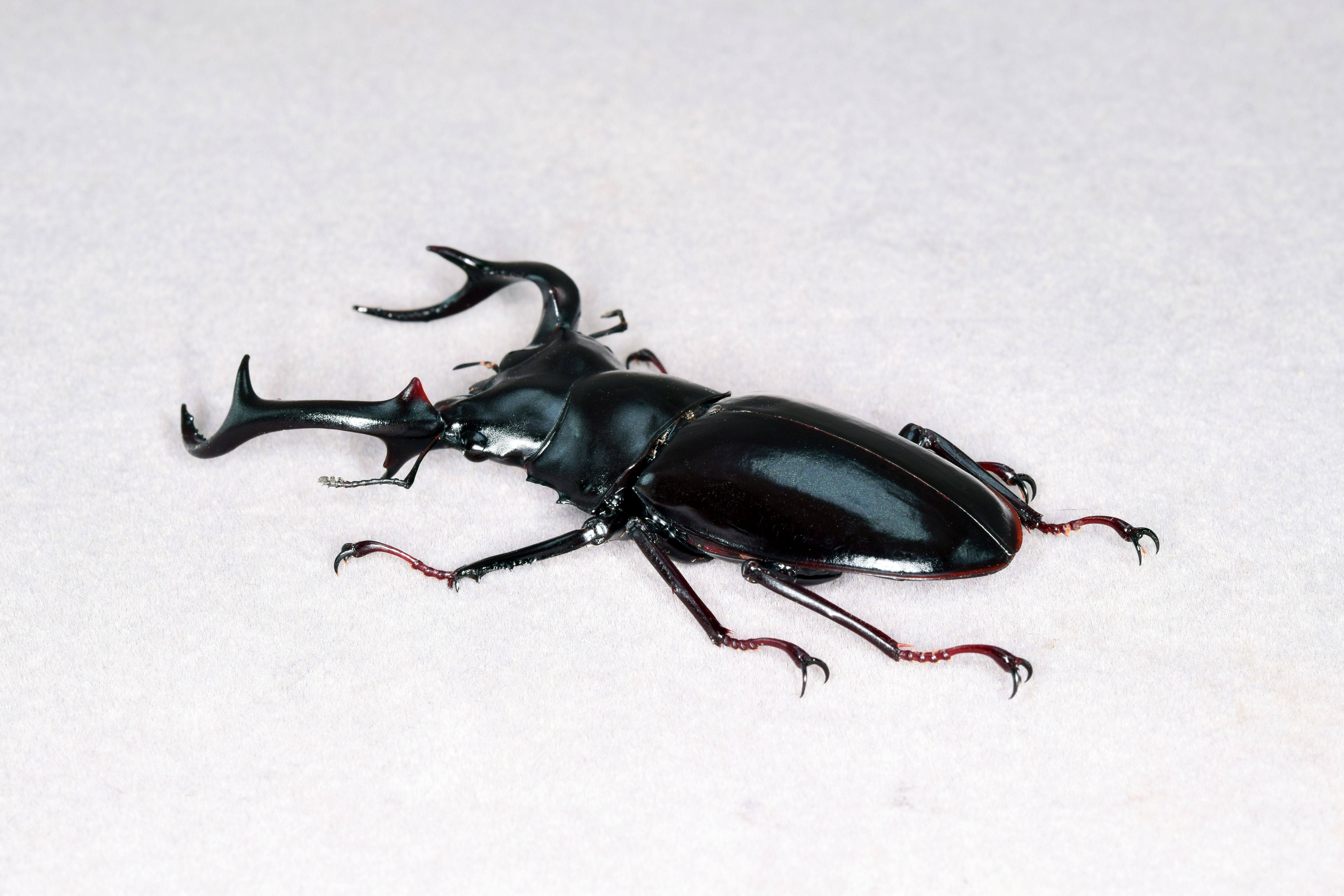 Rhaetus Westwoodi Kazumiae Fridge Magnet Model