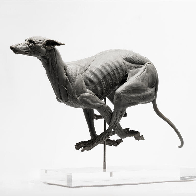 EVOLABORATORY 1/6 Muscle Anatomy Greyhound Model
