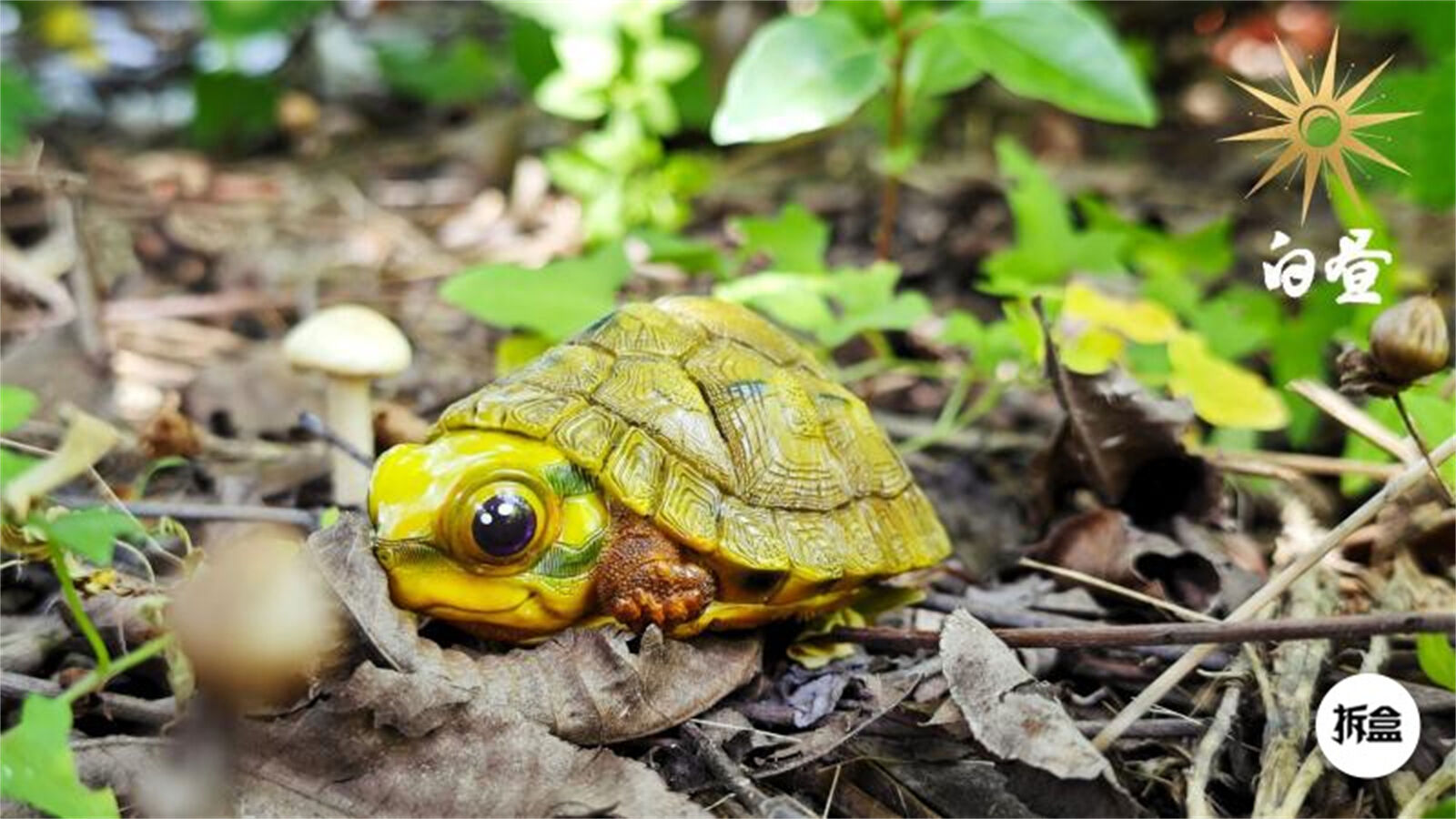 Cuora trifasciata Model