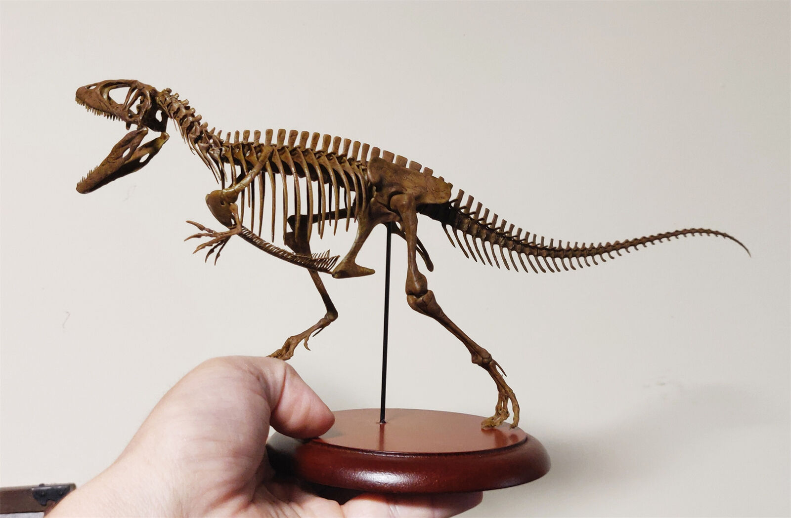 VWUVWU Carcharodontosaurus Skeleton Model