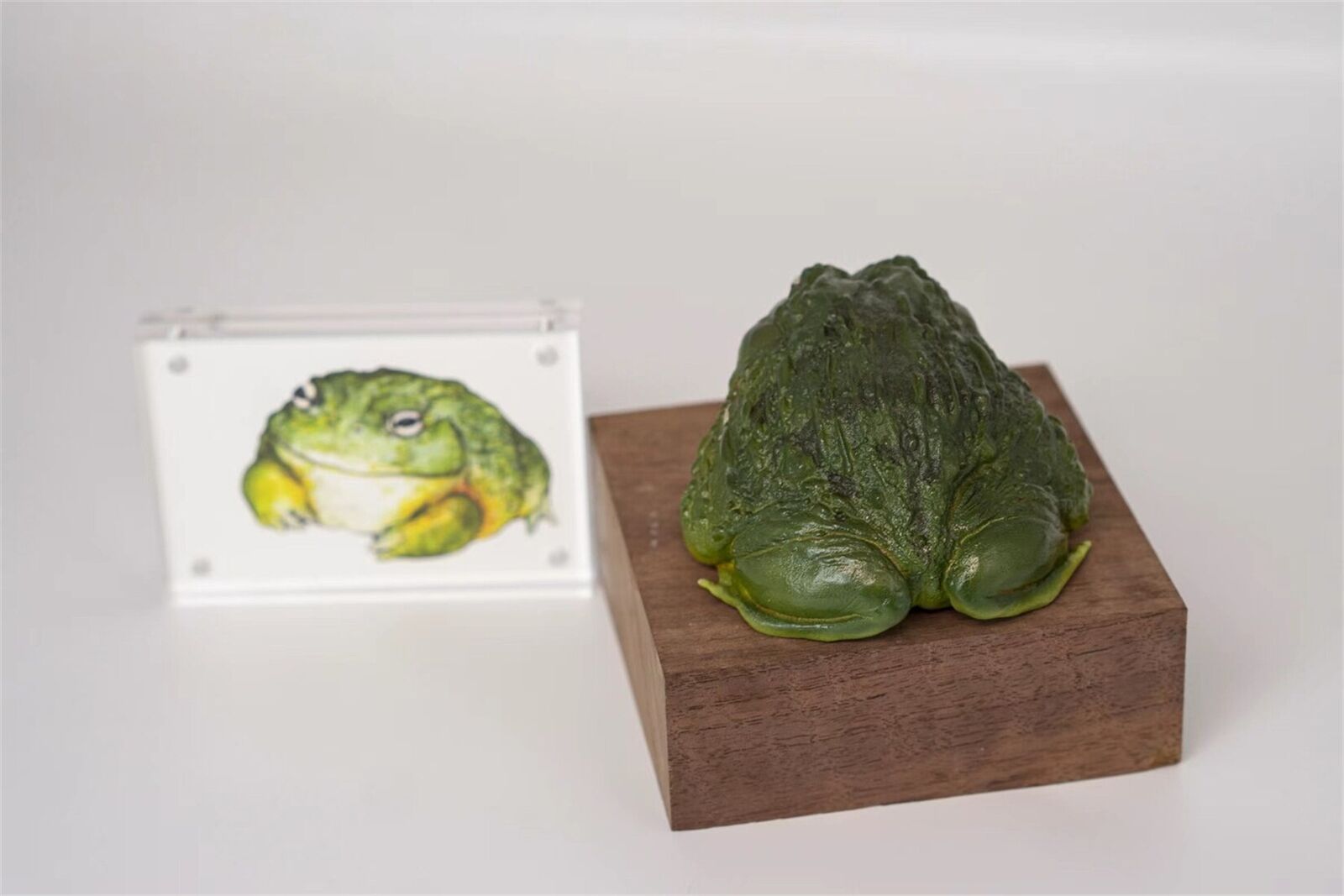 African Bullfrog Model