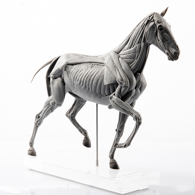 EVOLABORATORY Horse Muscle Anatomy Model