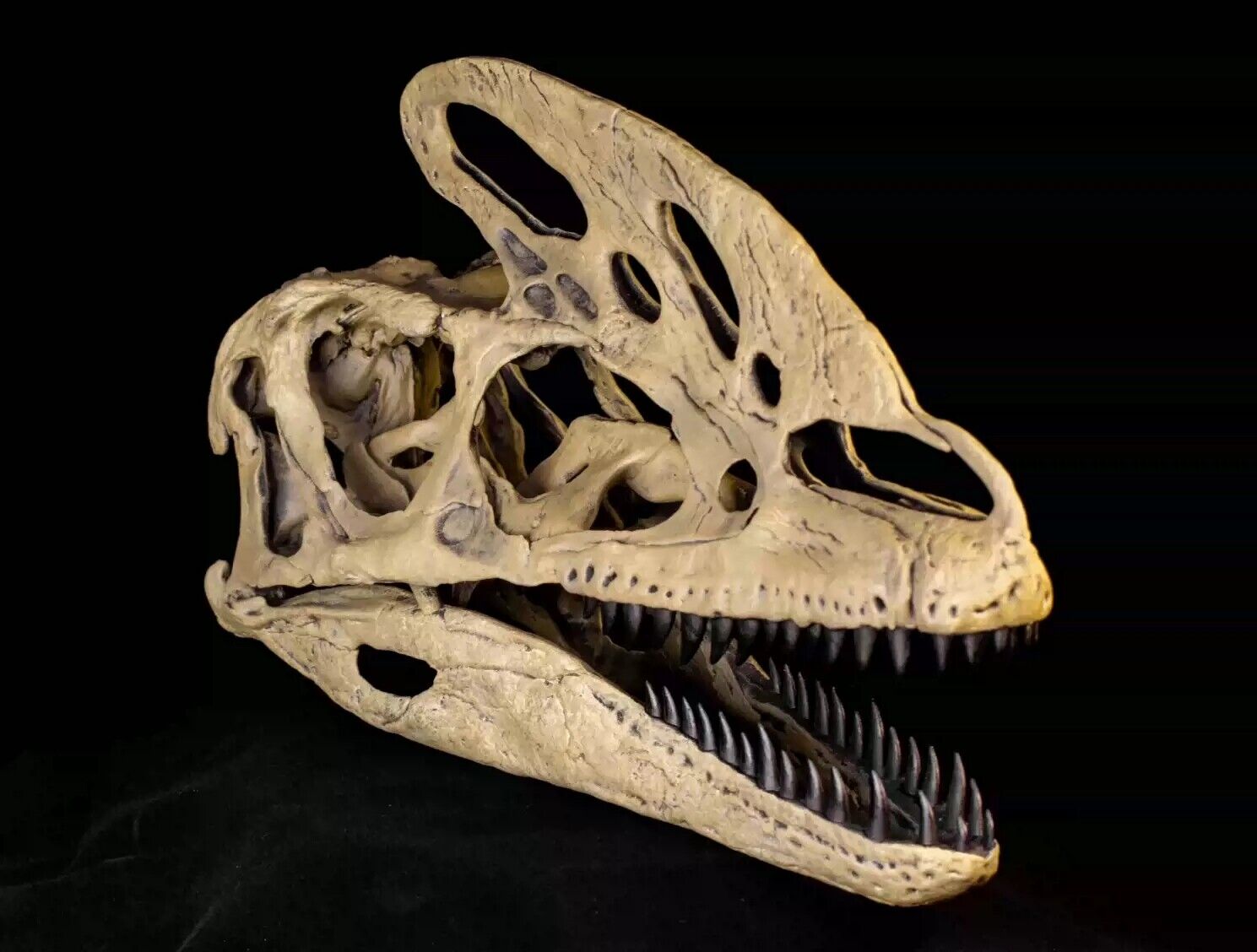 VWUVWU 1/1 Guanlong wucaii Skull Model
