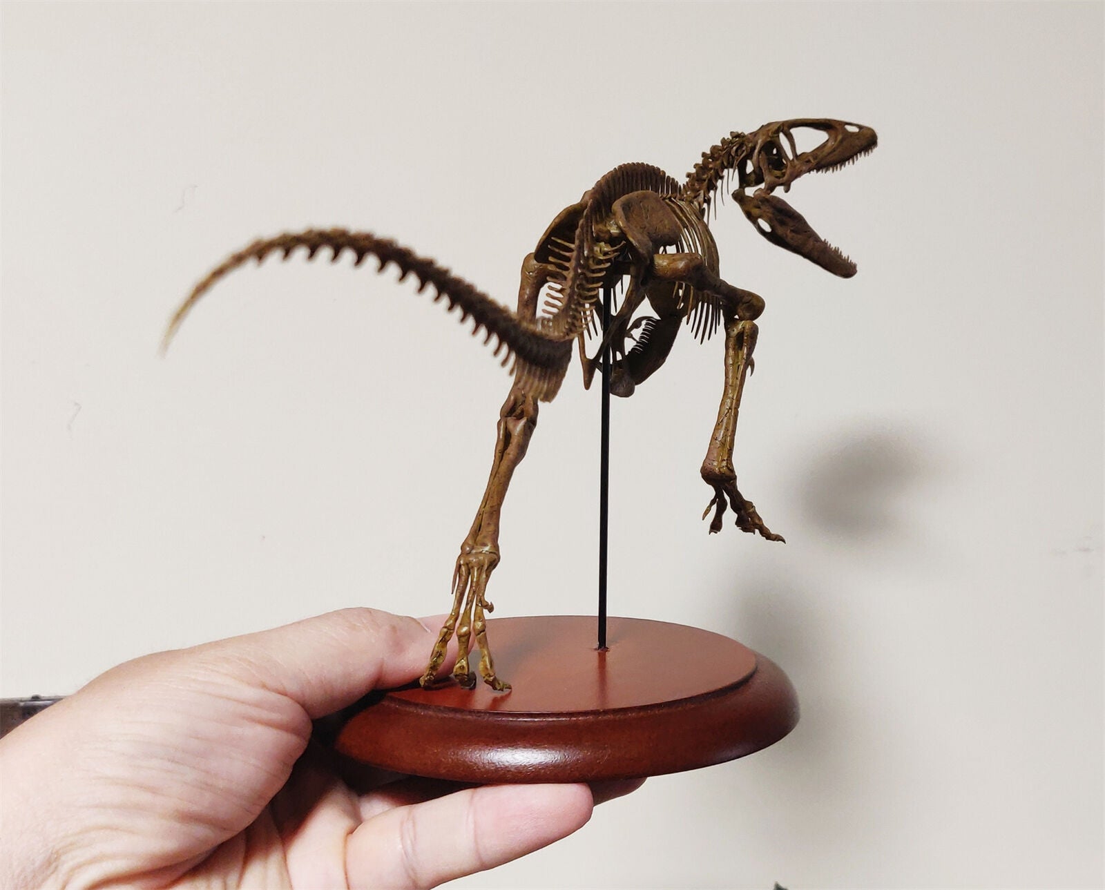 VWUVWU Carcharodontosaurus Skeleton Model