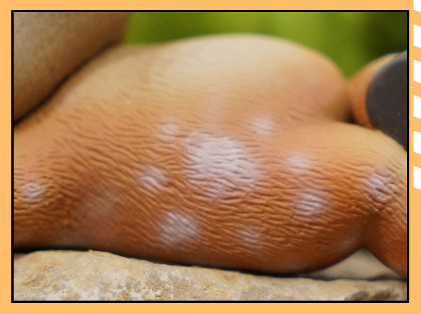 Animal Protection Act Studio Baby Deer Model