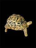 Leopard Tortoise Model