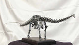 VWUVWU 1/20 Diplodocus Skeleton Model