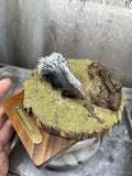 Alex Studio Old World Porcupine Painted Model