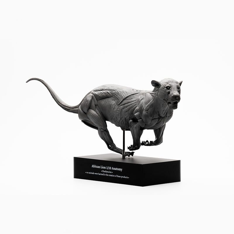 EVOLABORATORY 1/10 African Lion Muscle Anatomy Model