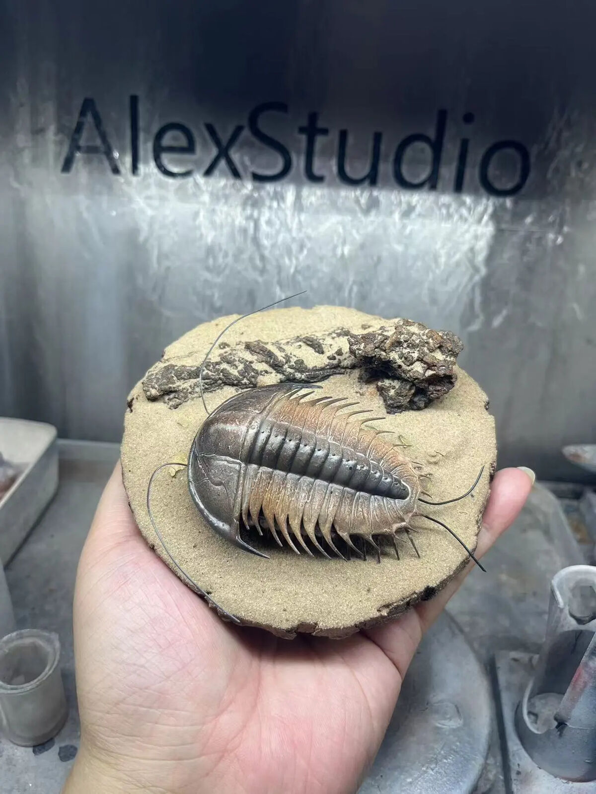 Alex Studio Painted Trilobite Model