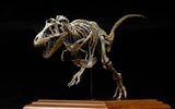 VWUVWU 1/20 Tyrannosaurus Skeleton Model