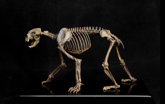 VWUVWU 1/10 Arctodus simus Skeleton Model