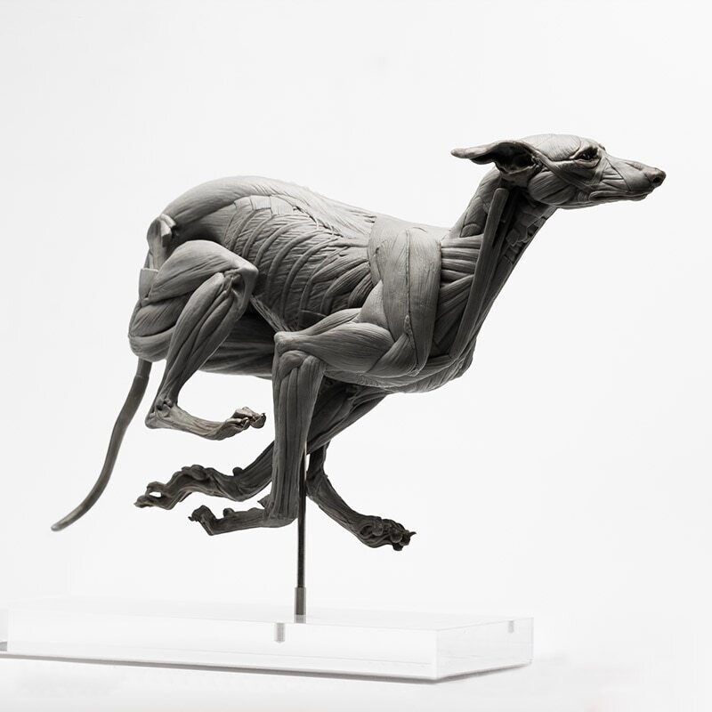 EVOLABORATORY 1/6 Muscle Anatomy Greyhound Model