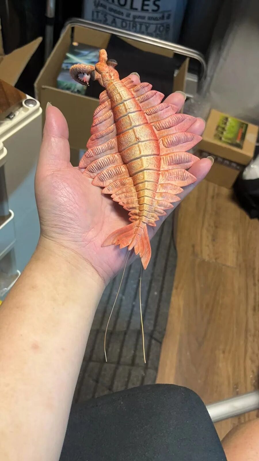 Alex Studio Anomalocaris Canadensis Model
