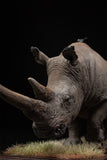 De CLAY Studio White rhinoceros Model