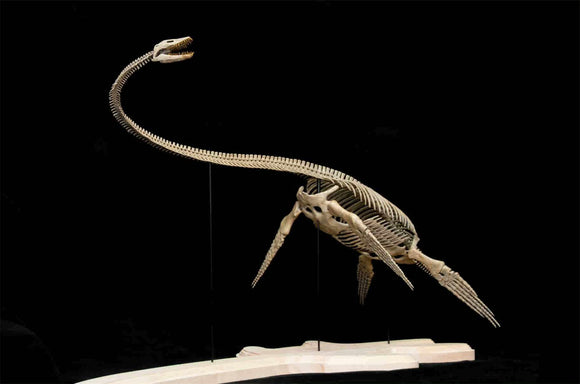 VWUVWU Elasmosaurus Platyurus Skeleton Model