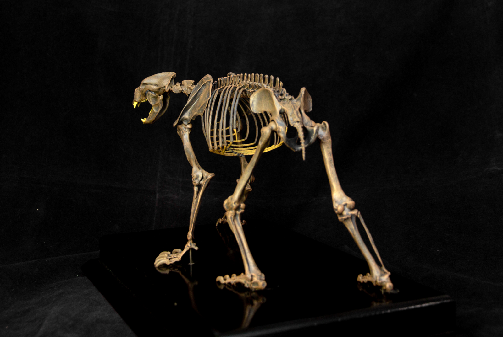 VWUVWU 1/10 Arctodus simus Skeleton Model