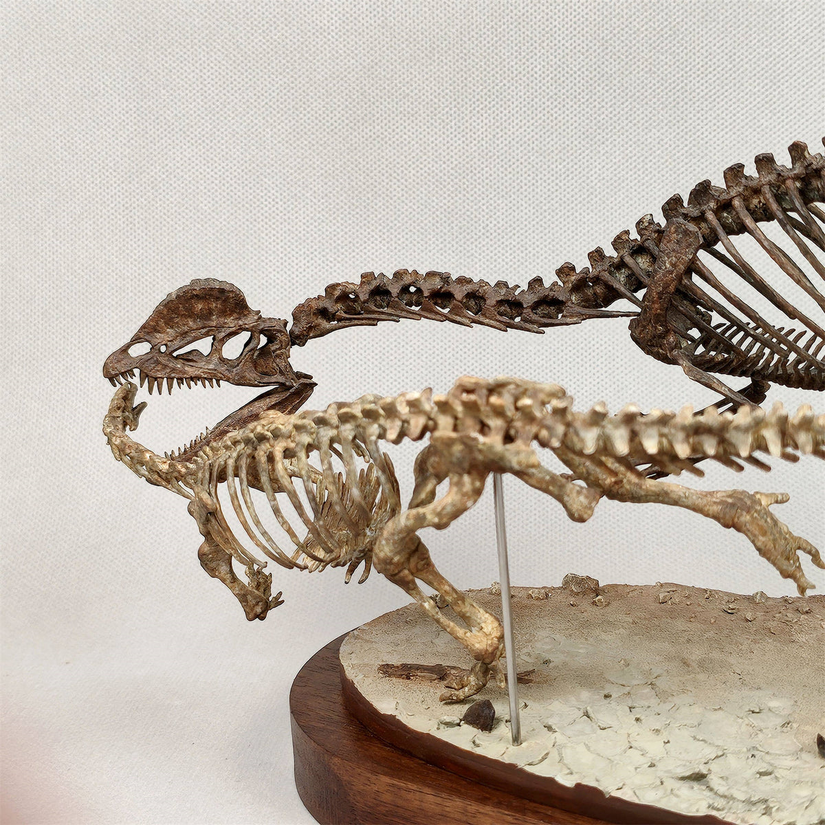 3D Printed 1:10 Scale Dilophosaurus Hunting Skull Model