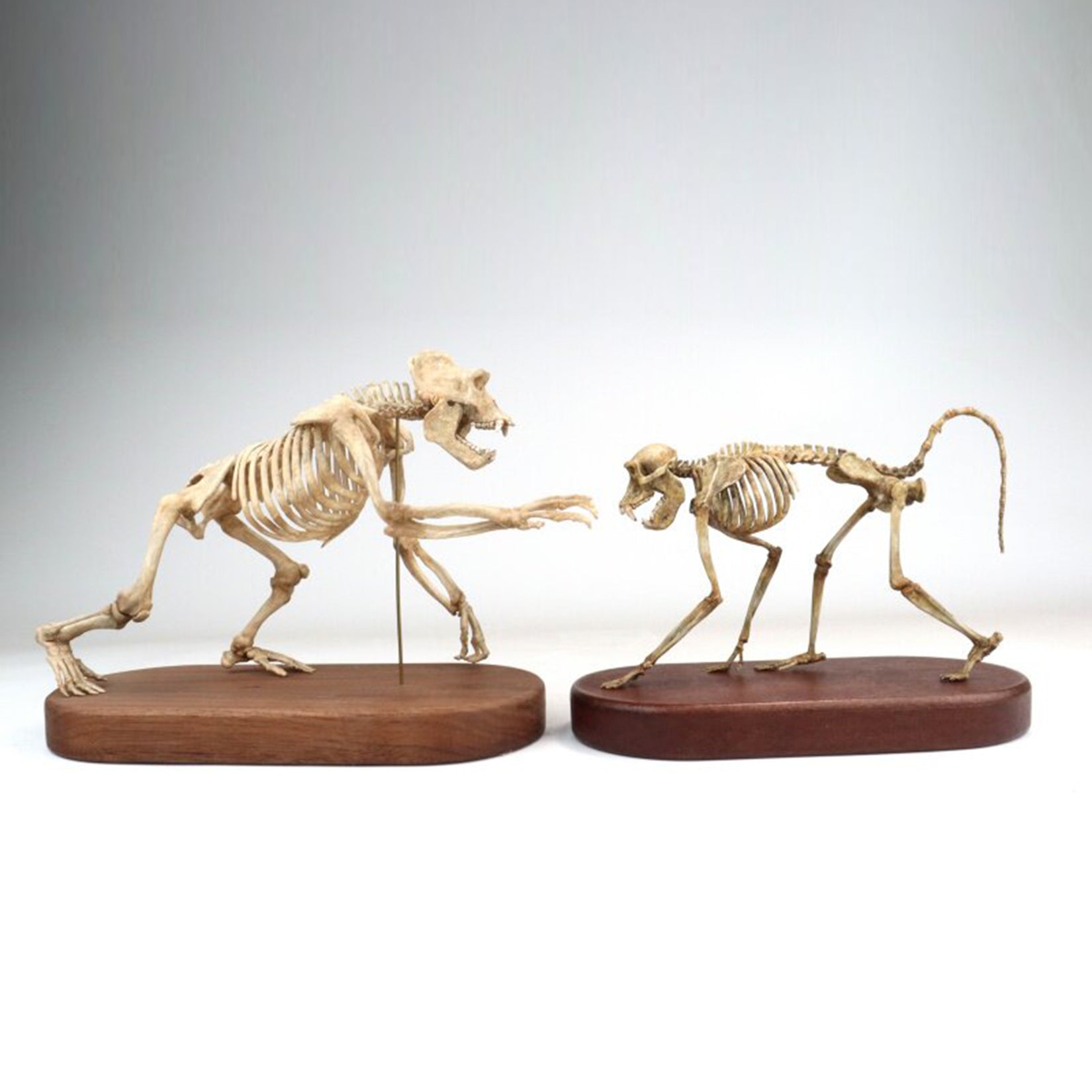 1:5 Scale 3D Printed Baboon Skeleton Display Figurine