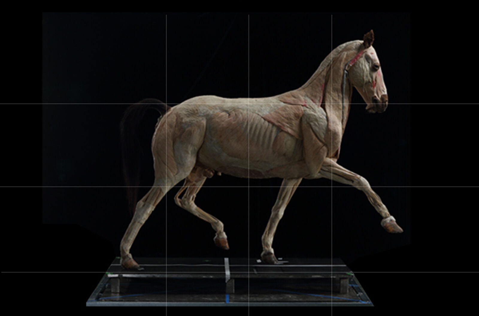 EVOLABORATORY Horse Muscle Anatomy Model