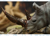 Animal Protection Act Studio Rhinoceros Horn Model