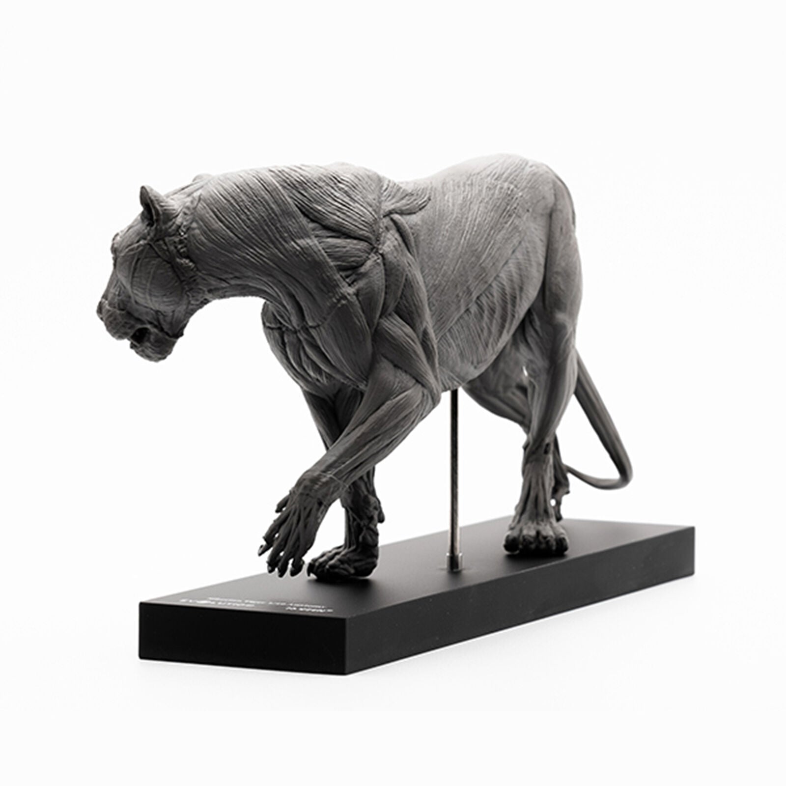 EVOLABORATORY 1/10 Siberian Tiger Muscle Anatomy Model