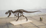 1/10 Tyrannosaurus Rex Skeleton Model