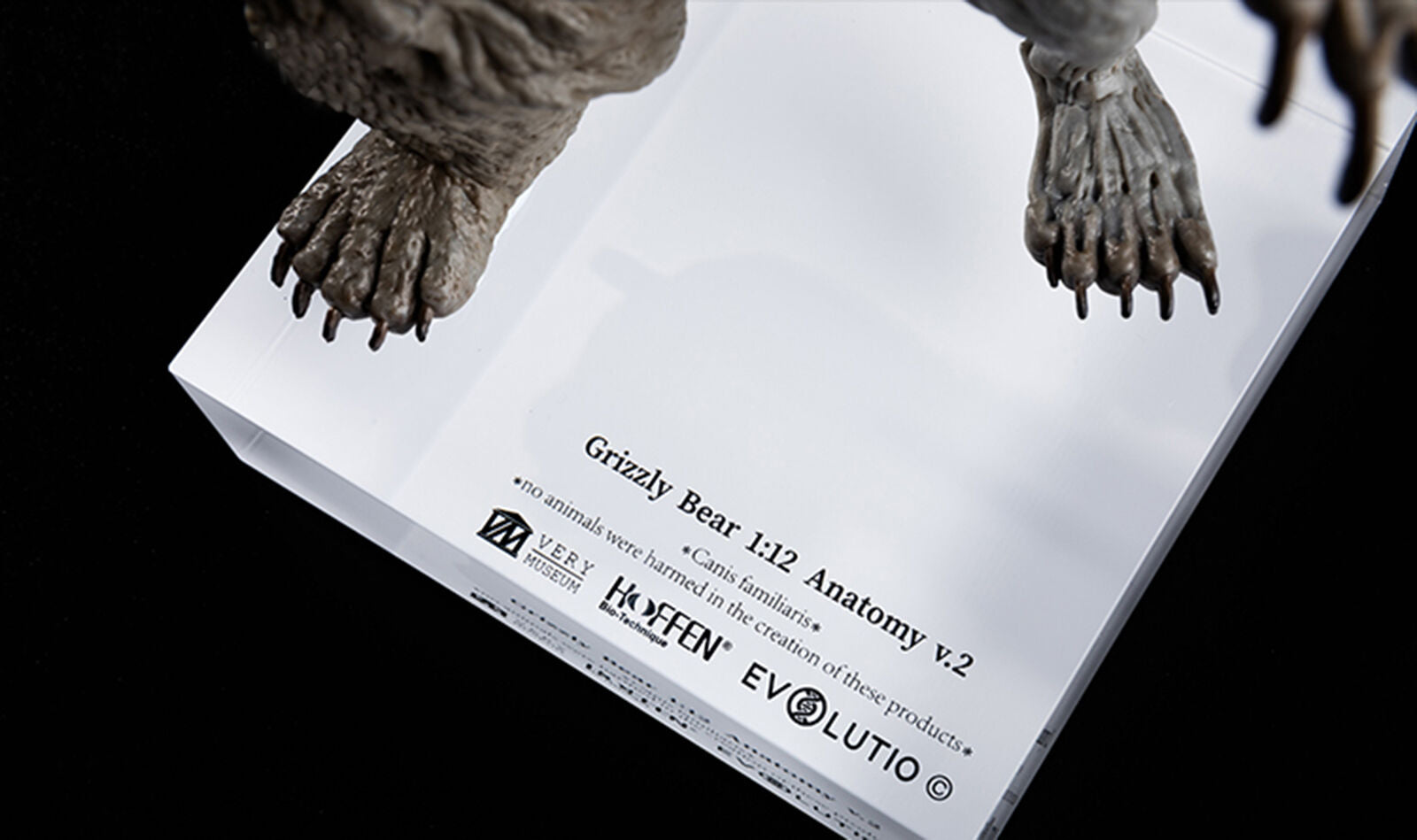 EVOLABORATORY 1/12 Bear Ursidae Muscle Anatomy Model