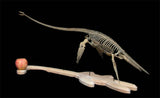 VWUVWU Elasmosaurus Platyurus Skeleton Model