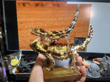 Alex Studio 1/1 Thorny Devil Model