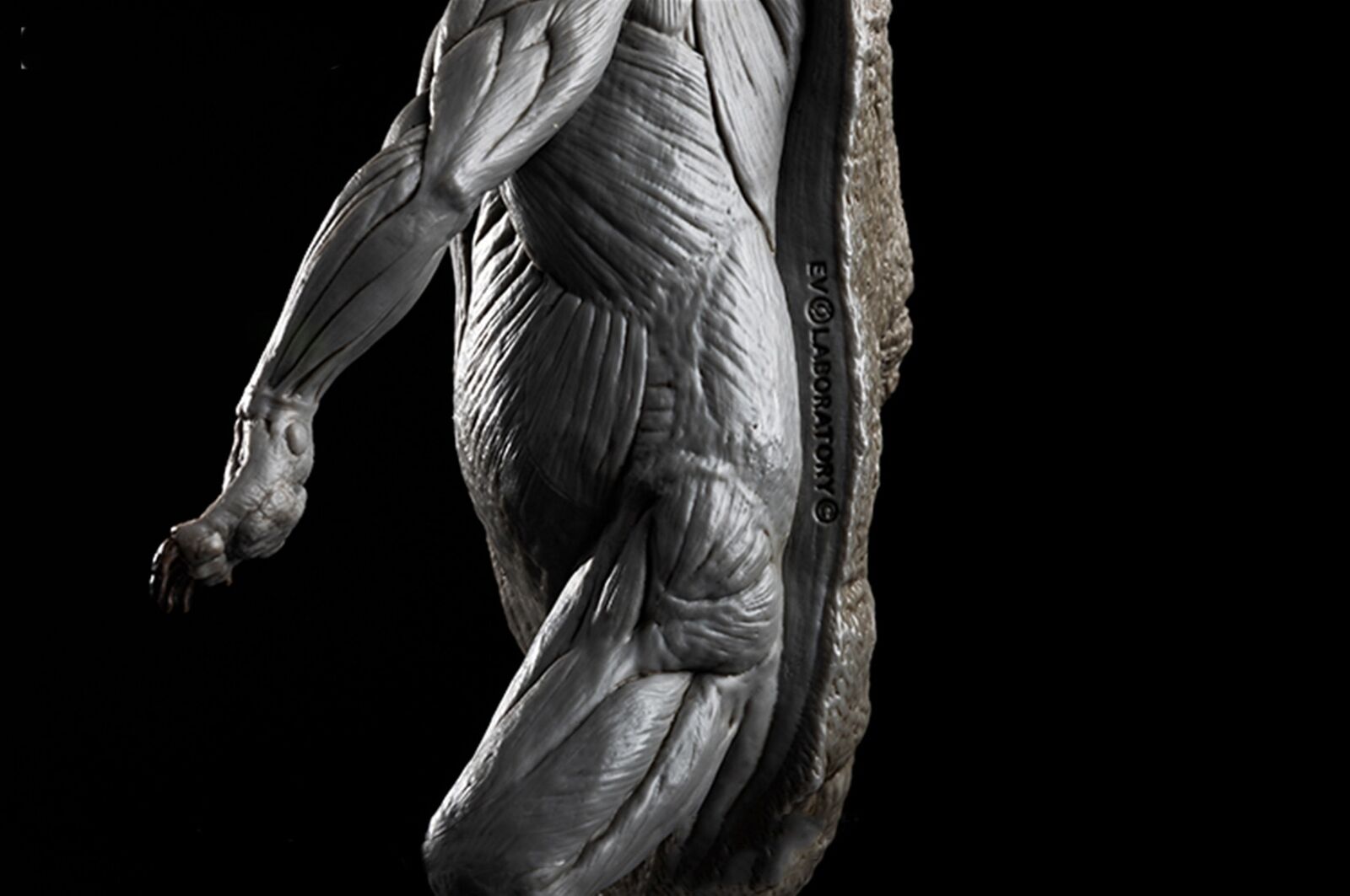 EVOLABORATORY 1/12 Bear Ursidae Muscle Anatomy Model