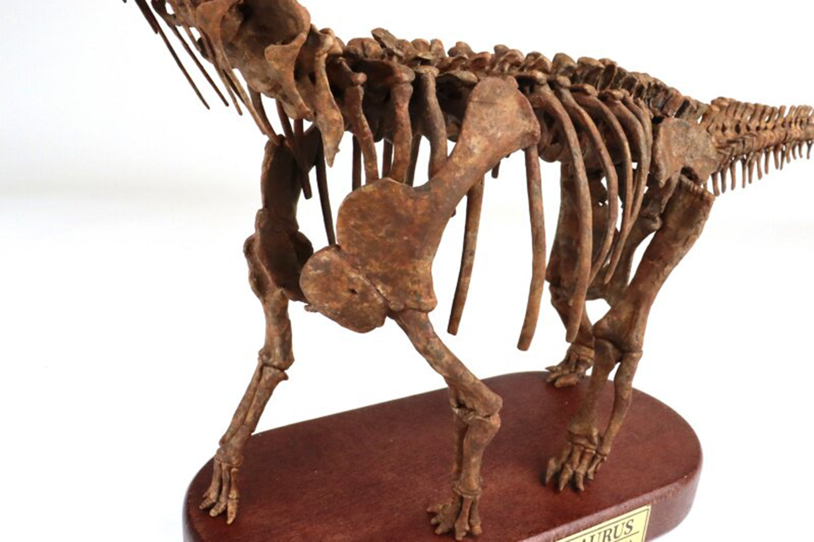 1:35 Scale 3D Printed Camarasaurus Skeleton Dinosaur Figurine