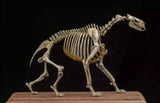 VWUVWU 1/20 Moropus Skeleton Model