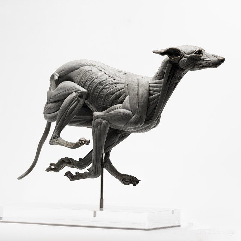 EVOLABORATORY 1/6 Muscle Anatomy Greyhound Model