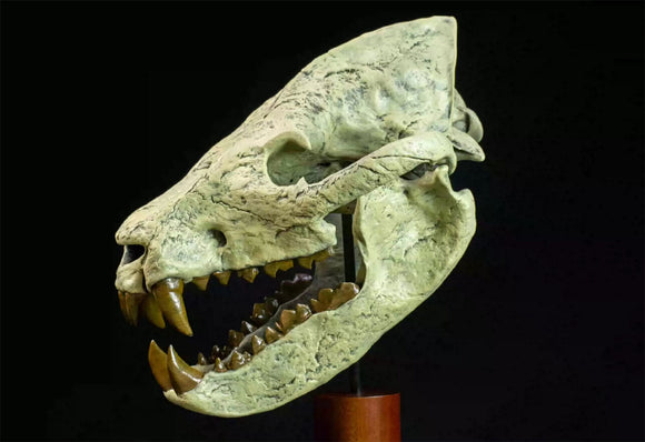 VWUVWU Megistotherium Skull Model