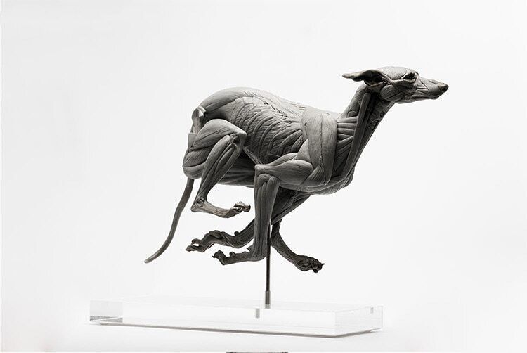 EVOLABORATORY 1/6 Muscle Anatomy Greyhound Model