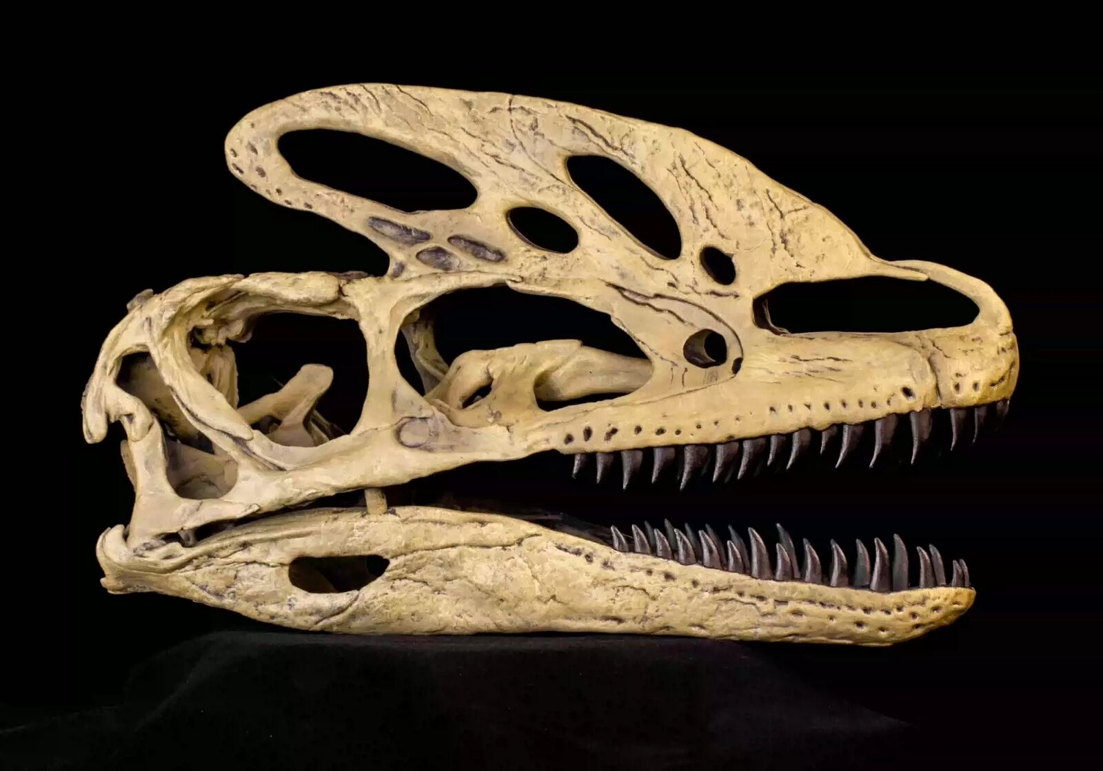 VWUVWU 1/1 Guanlong wucaii Skull Model