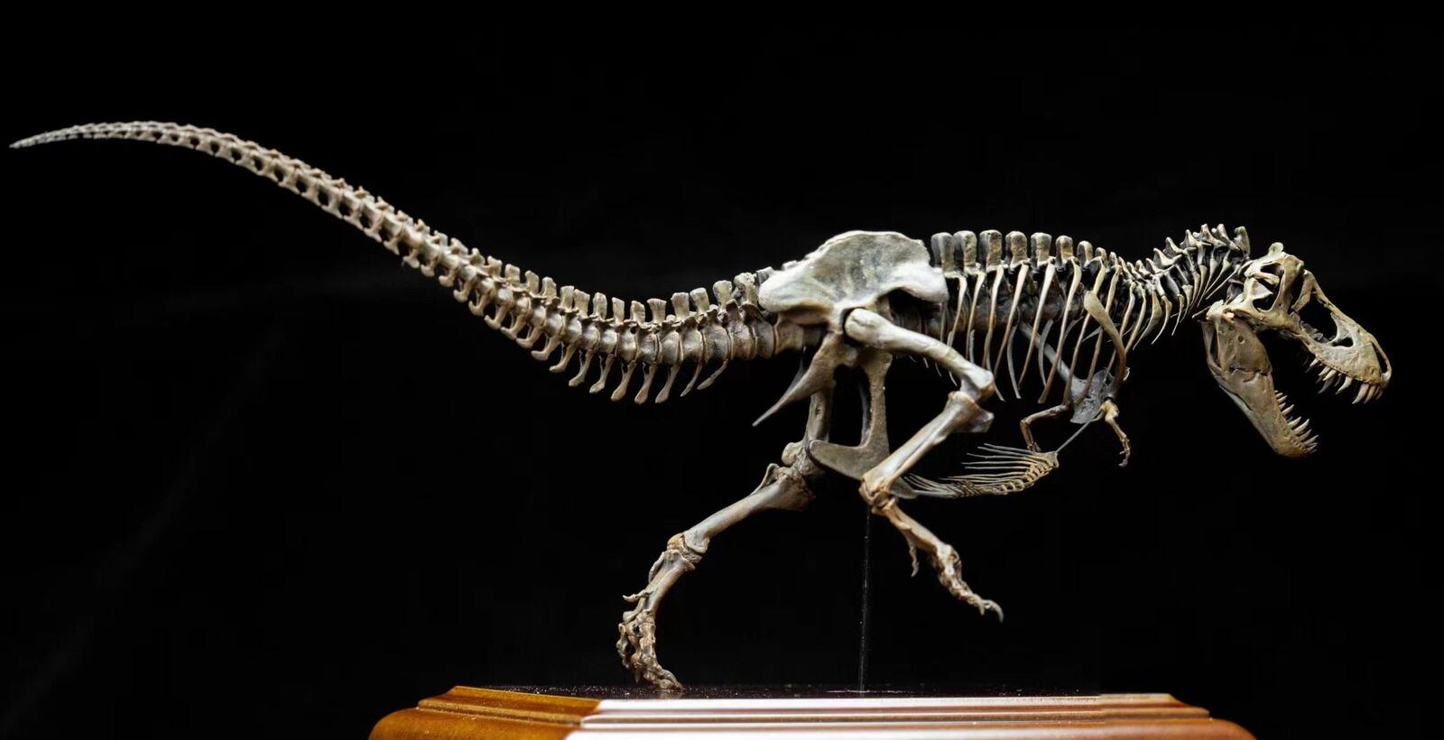 VWUVWU 1/20 Tyrannosaurus Skeleton Model