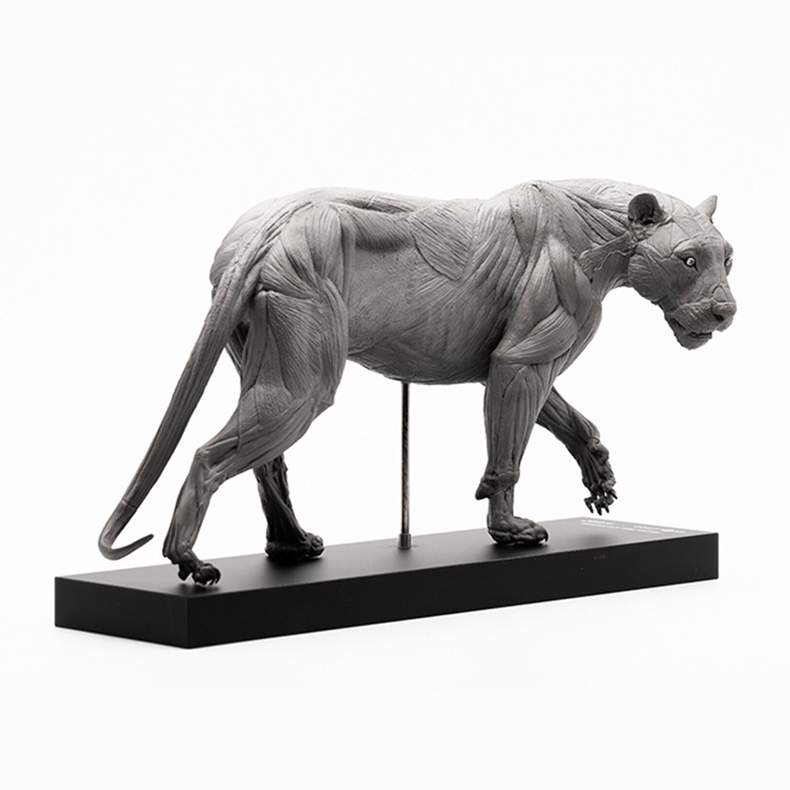 EVOLABORATORY 1/10 Siberian Tiger Muscle Anatomy Model
