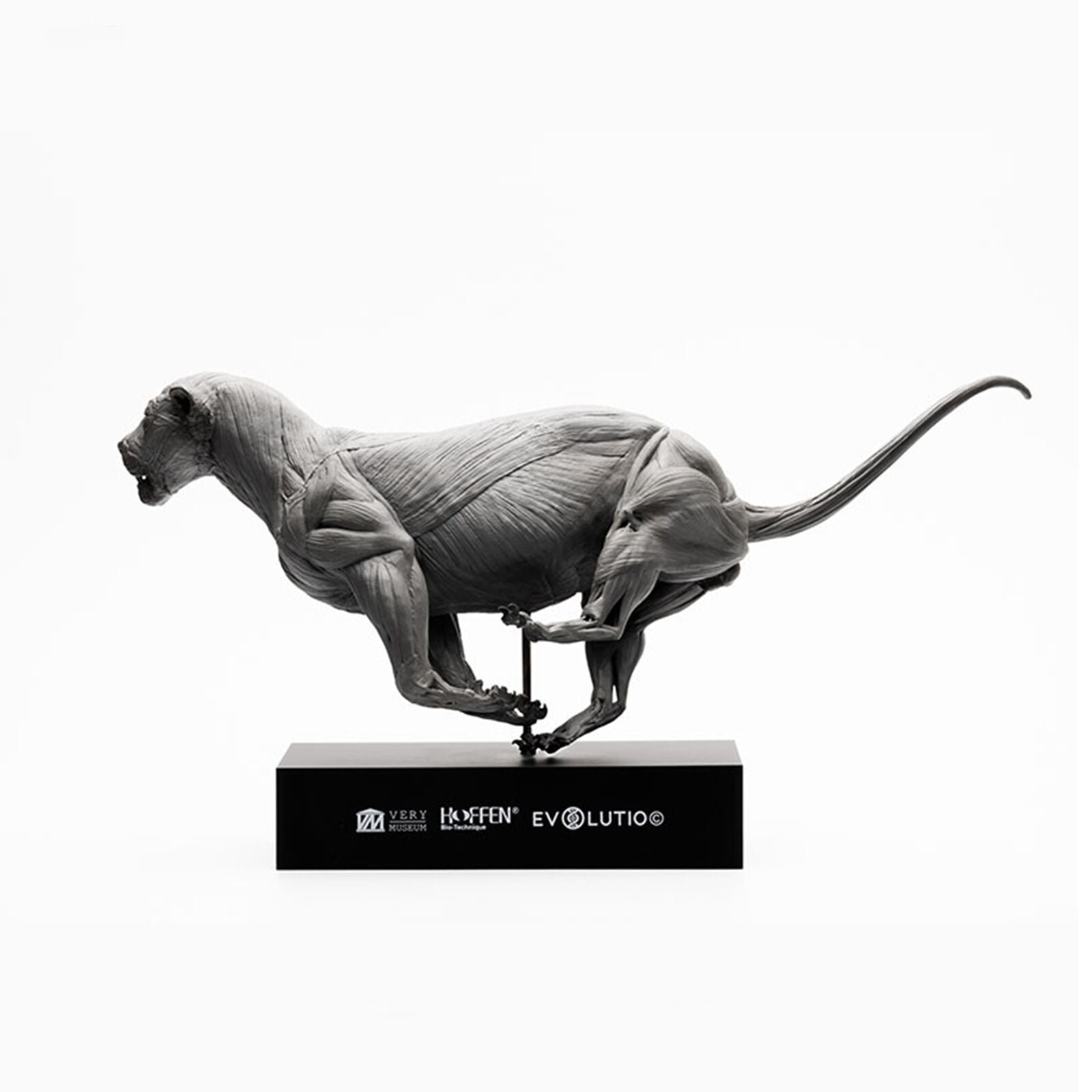 EVOLABORATORY 1/10 African Lion Muscle Anatomy Model