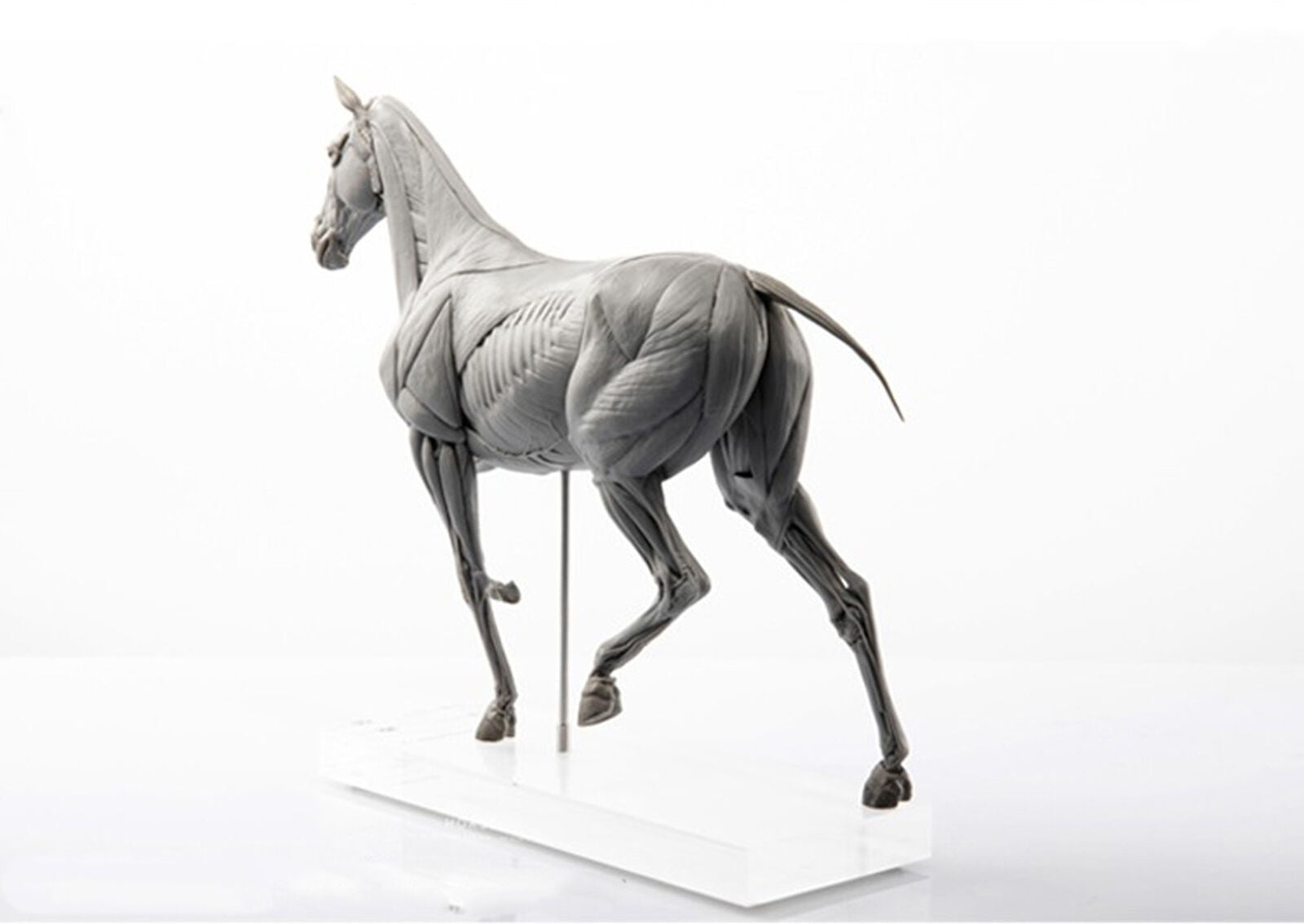 EVOLABORATORY Horse Muscle Anatomy Model