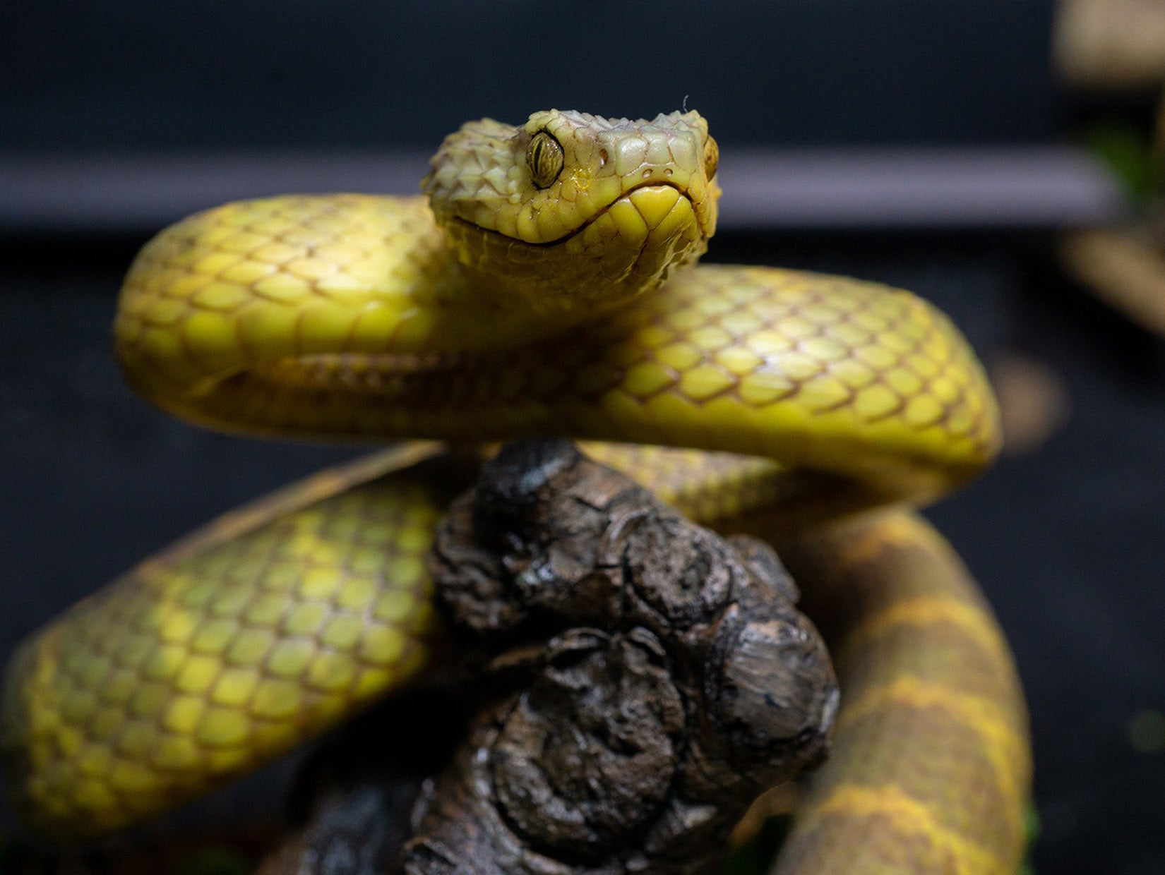 Snake Gorge Yellow Atheris squamigera Model