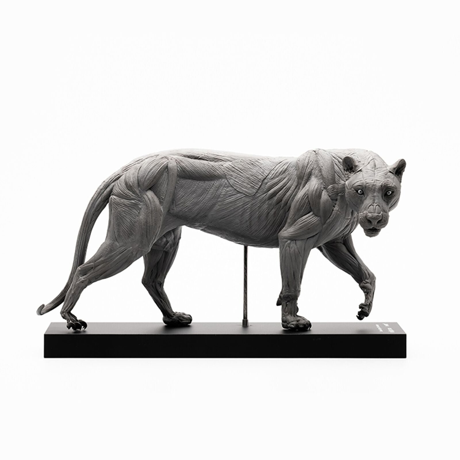 EVOLABORATORY 1/10 Siberian Tiger Muscle Anatomy Model