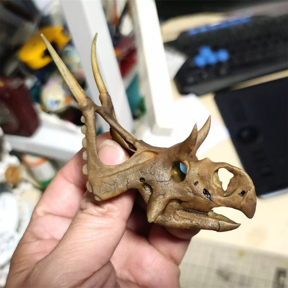 Small Diabloceratops Skull Model