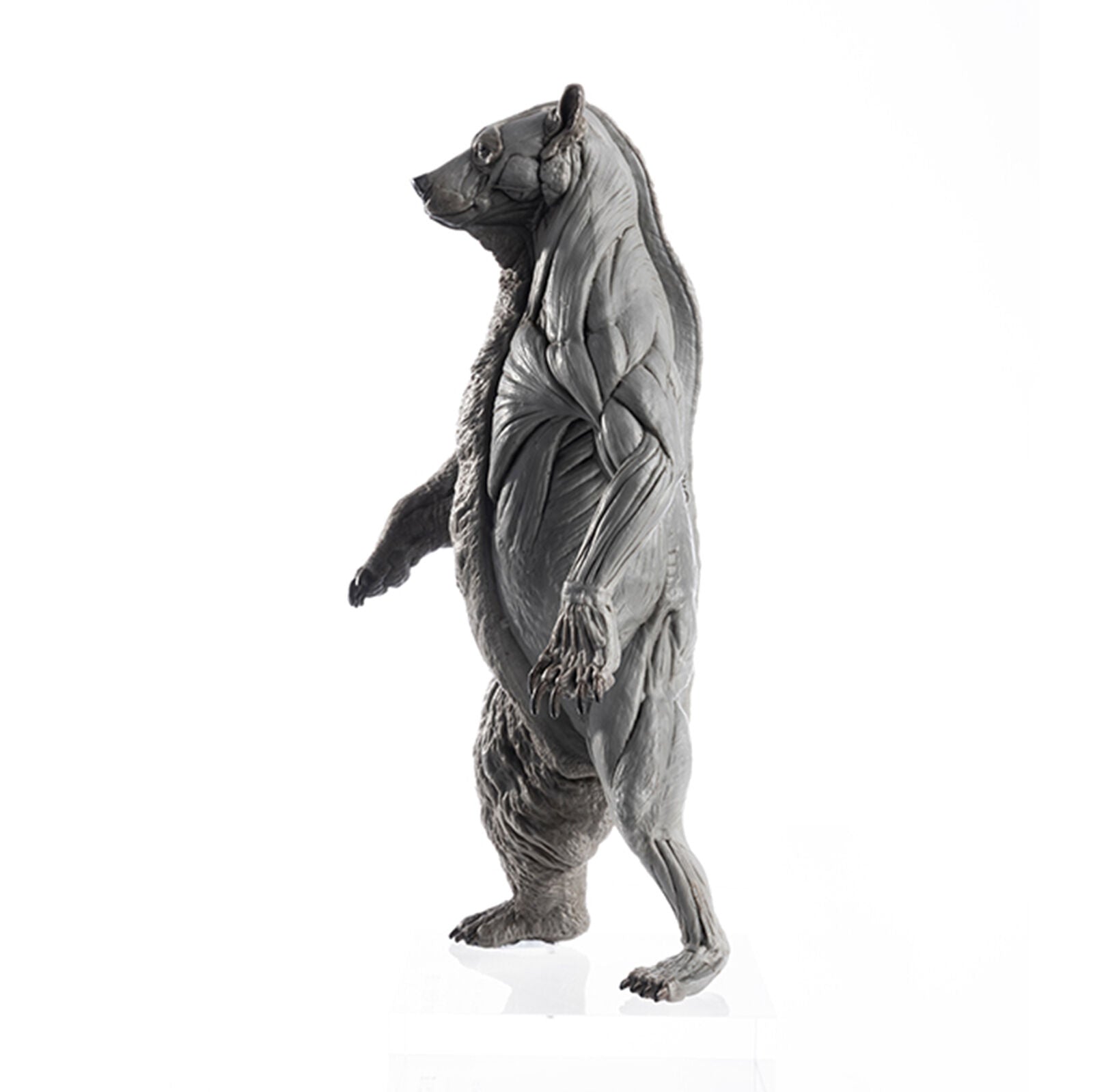 EVOLABORATORY 1/12 Bear Ursidae Muscle Anatomy Model