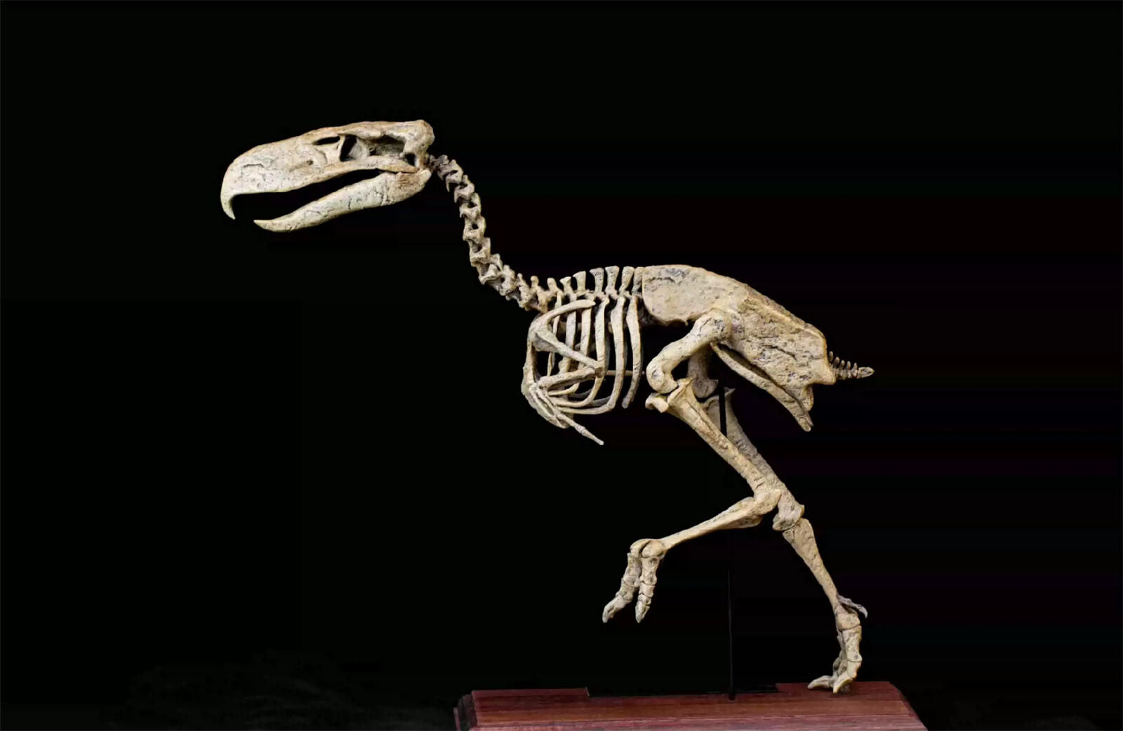 VWUVWU Kelenken Skeleton Model