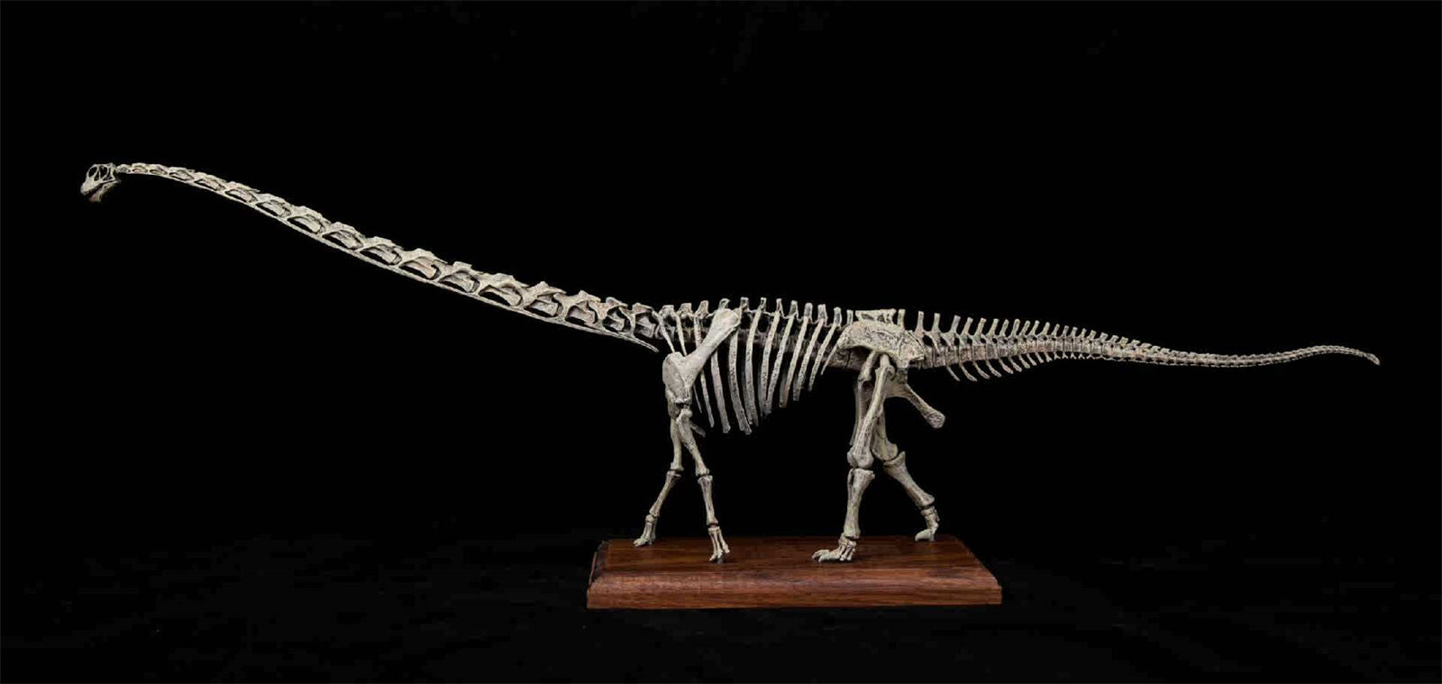 VWUVWU 1/20 Mamenchisaurus Youngi Skeleton Model