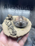 Alex Studio Painted Trilobite Model